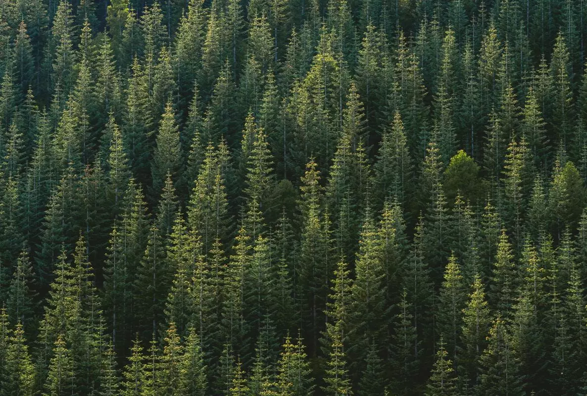 jason leem 50bzi1f6ura unsplash
