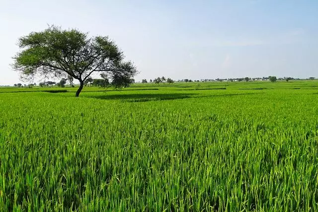 rice fields g6cc8f8156